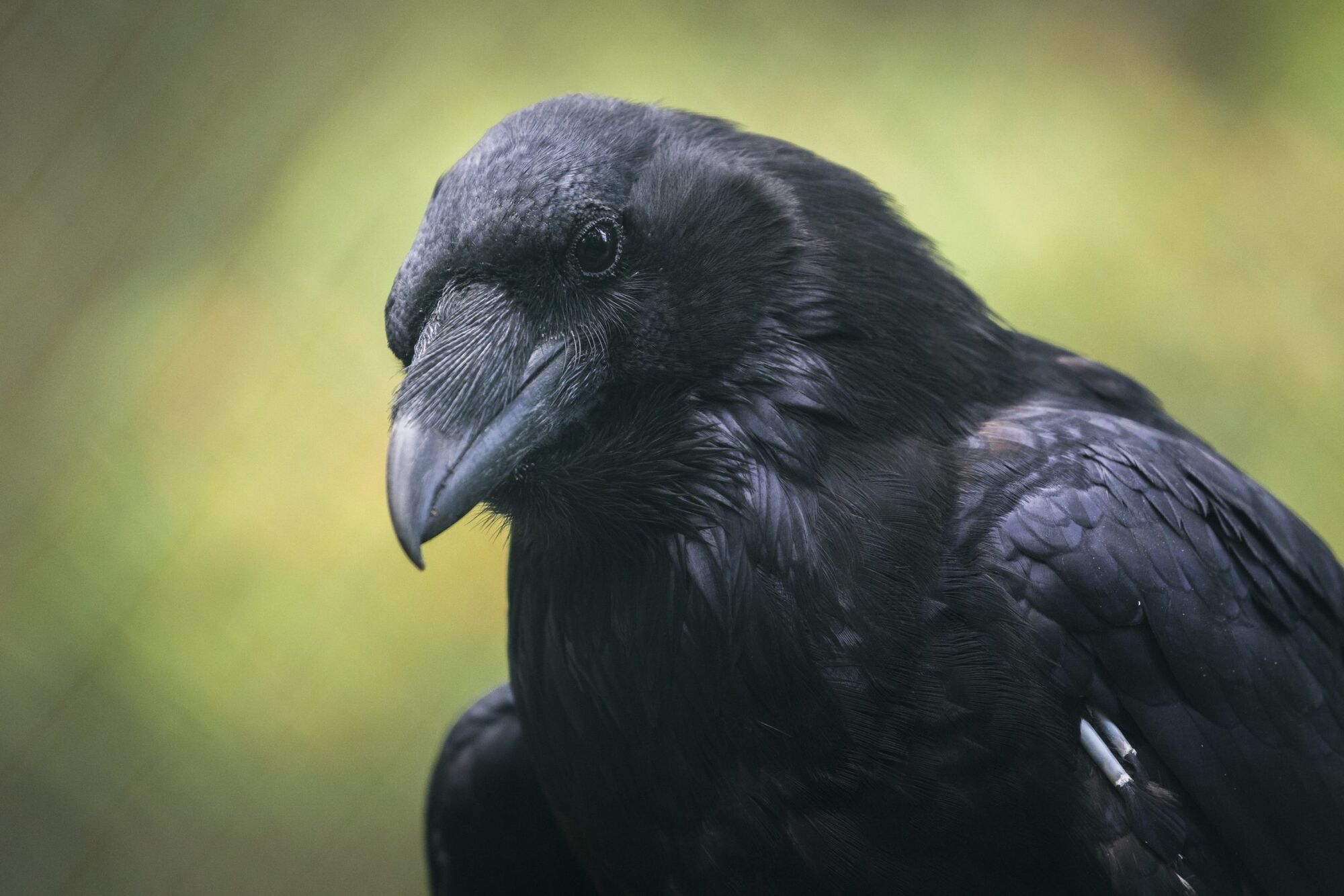 Raven Spirit Animal: What Does a Raven Symbolize?