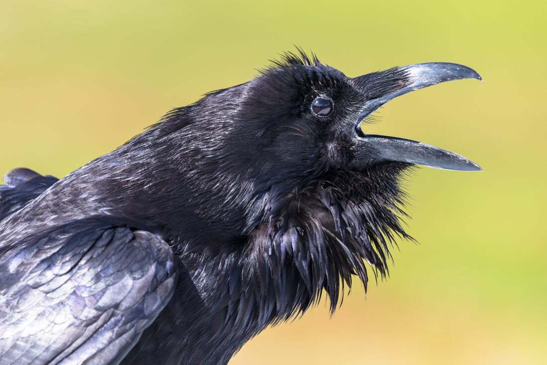 Raven Spirit Animal: What Does a Raven Symbolize?