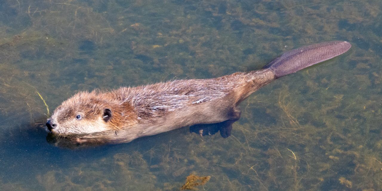 Beaver Spirit Animal: What Does a Beaver Symbolize?