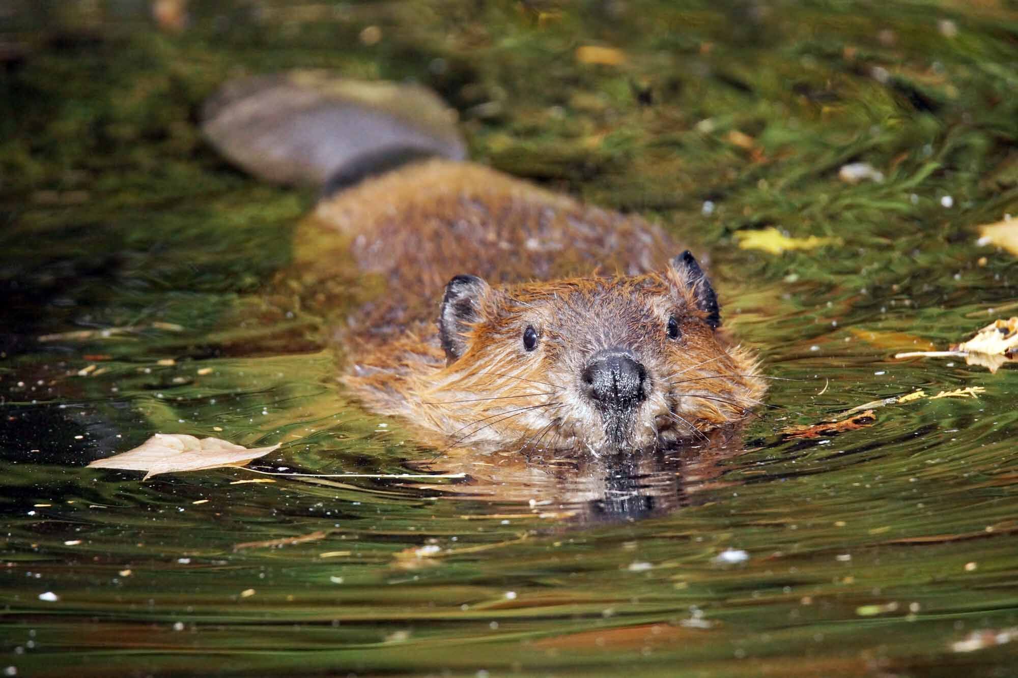 Beaver Spirit Animal: What Does a Beaver Symbolize?