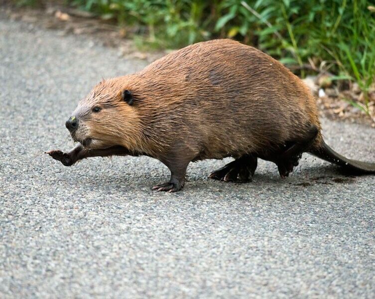 Beaver Spirit Animal: What Does a Beaver Symbolize?