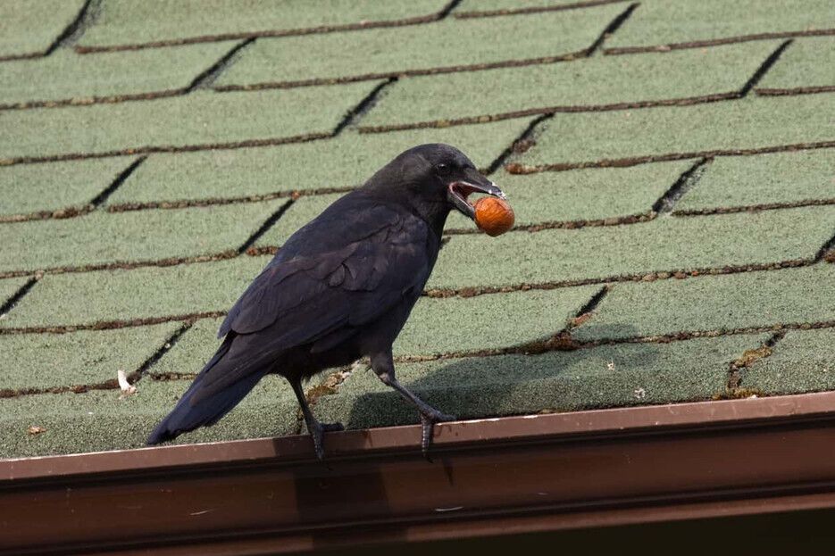 Spirit Animal Crow: What the Powerful Totem Symbolizes