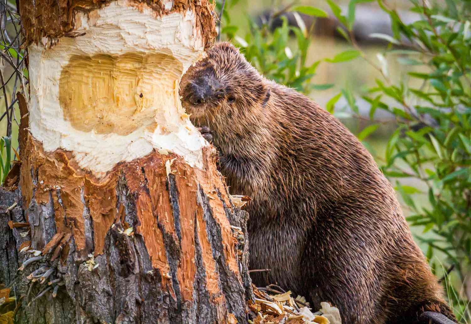 Beaver Spirit Animal: What Does a Beaver Symbolize?