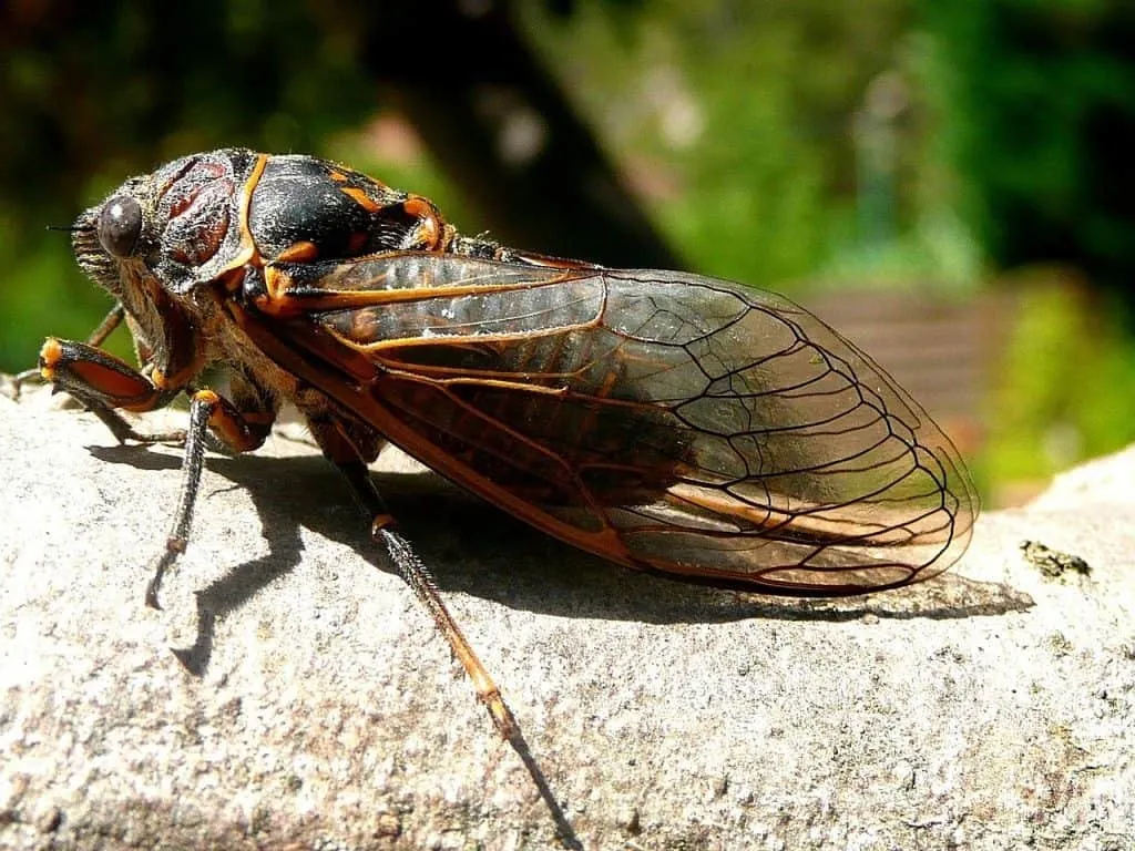 Cicada Spirit Animal: What Does a Cicada Symbolize