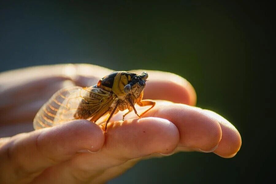 Cicada Spirit Animal: What Does a Cicada Symbolize