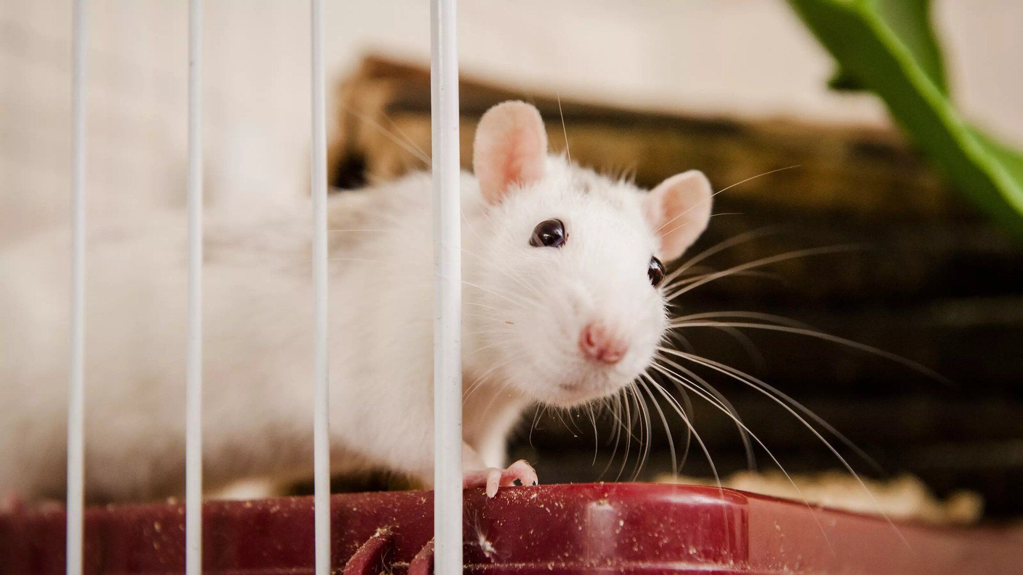 Rat Spirit Animal: What Does a Rat Symbolize?