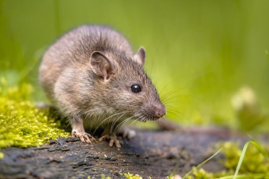 Rat Spirit Animal: What Does a Rat Symbolize?