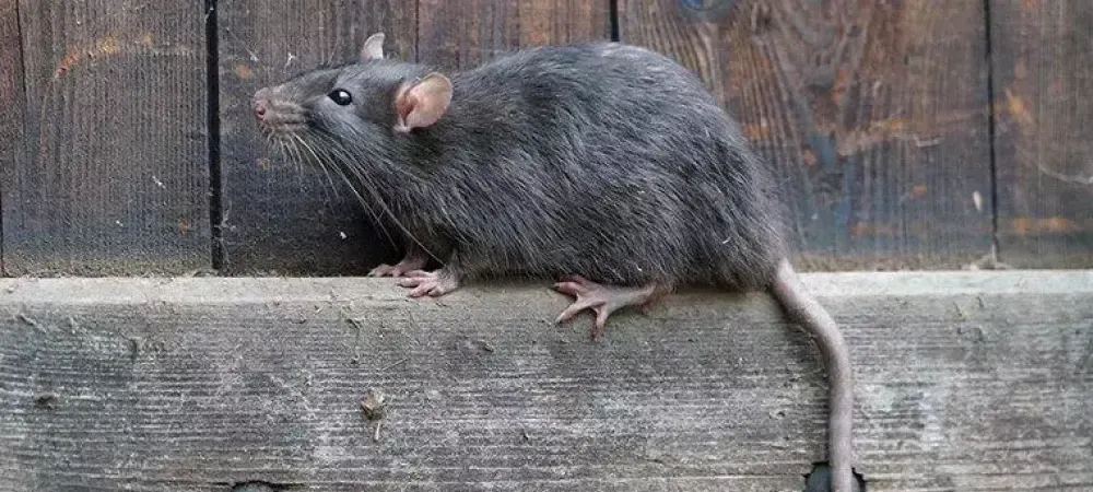 Rat Spirit Animal: What Does a Rat Symbolize?