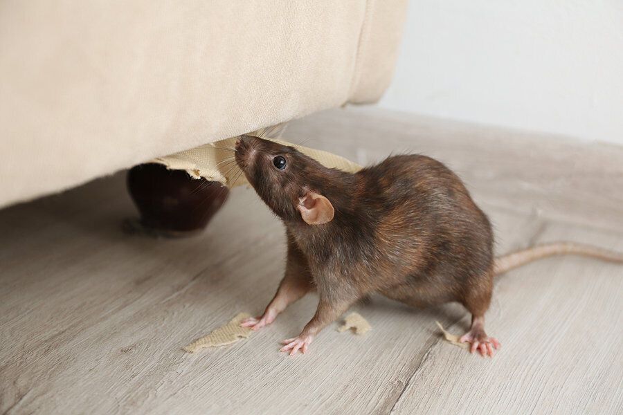 Rat Spirit Animal: What Does a Rat Symbolize?