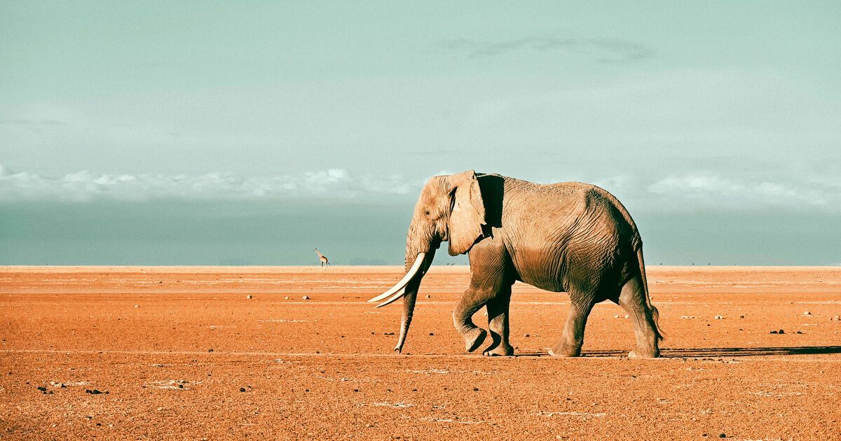 18 Spiritual Meanings of Elephant