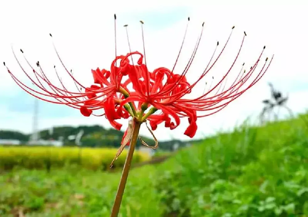 A Guide to the Symbolism & Spiritual Lore of Red Spider Lilies