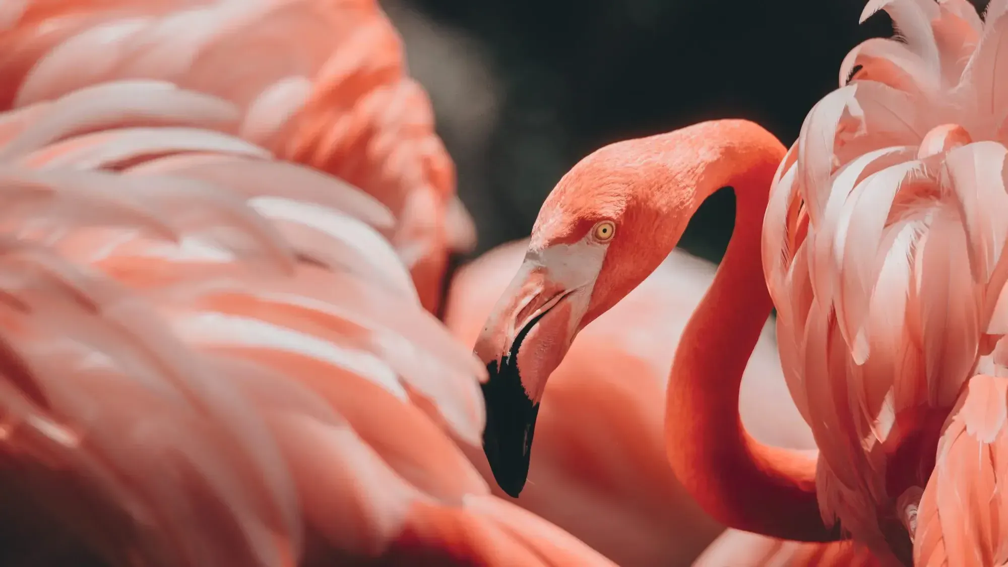 Flamingo Spirit Animal: Discover the Hidden Power of Grace