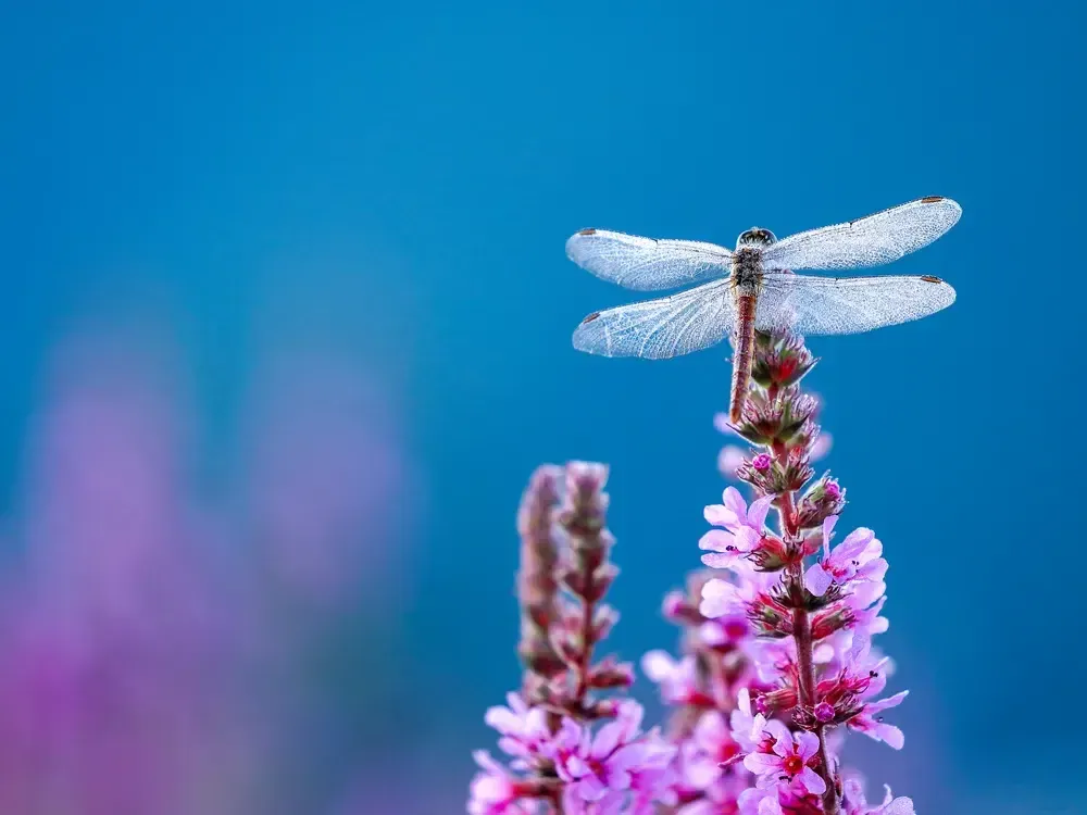 What Dragonfly Symbolizes as Spirit Animal: Bright and Swift