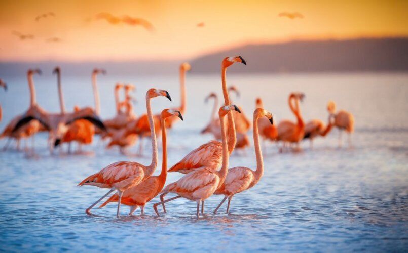 Flamingo Spirit Animal: Discover the Hidden Power of Grace