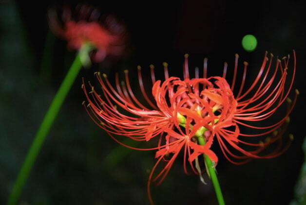 A Guide to the Symbolism & Spiritual Lore of Red Spider Lilies