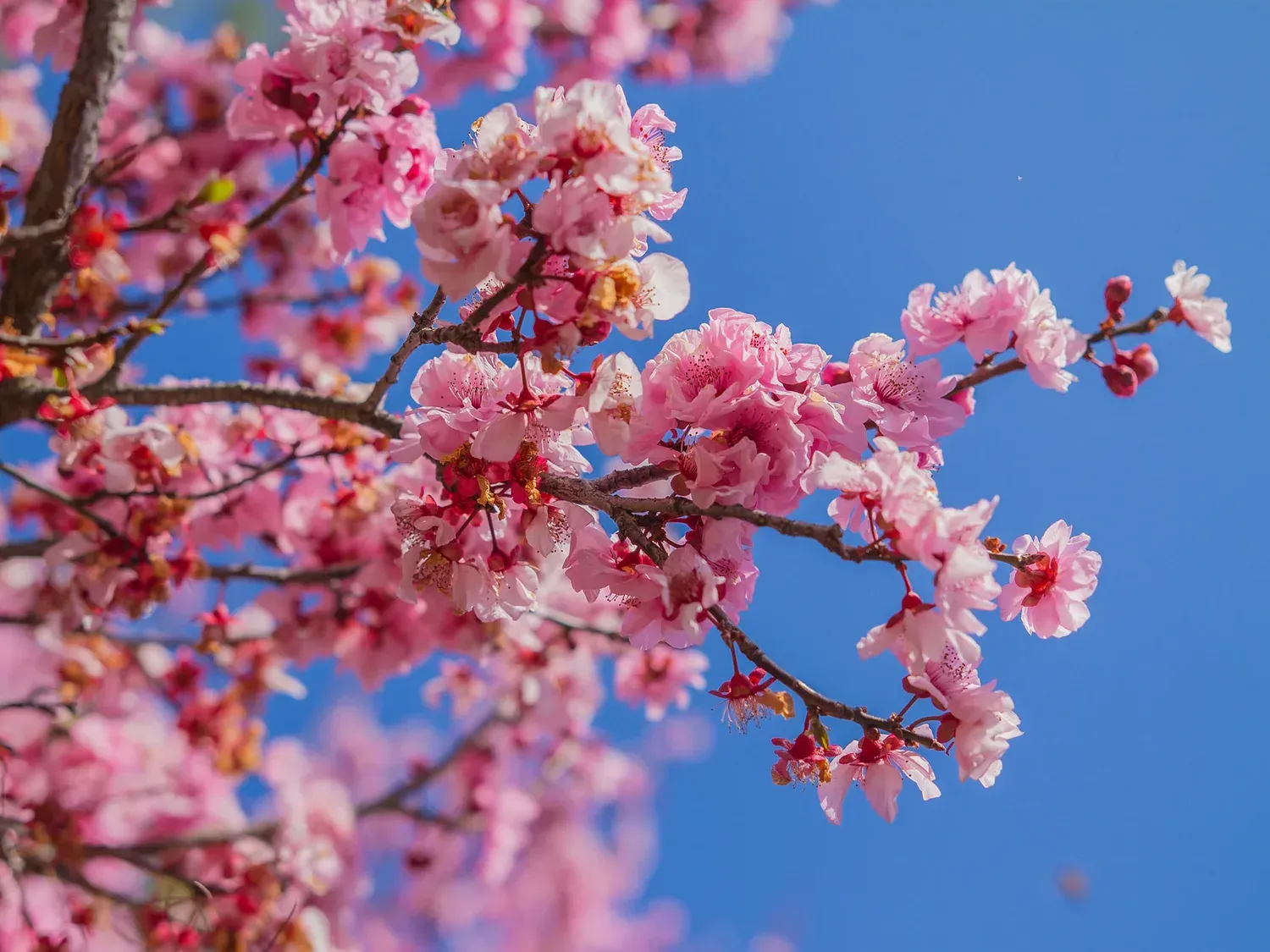 10 Spiritual Meanings of Cherry Blossom