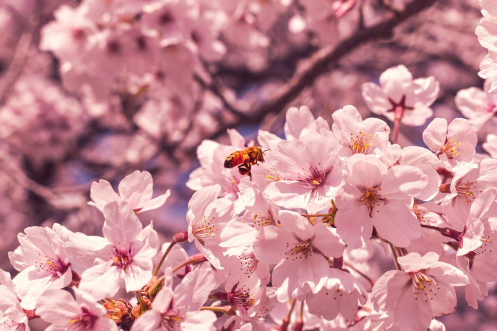 10 Spiritual Meanings of Cherry Blossom