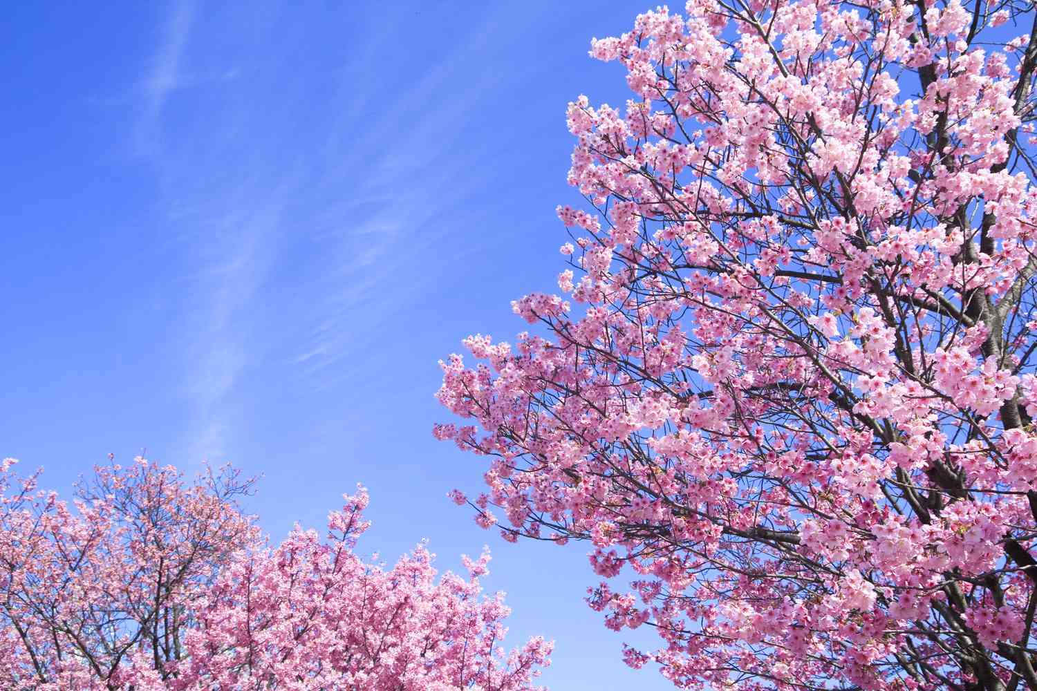 10 Spiritual Meanings of Cherry Blossom