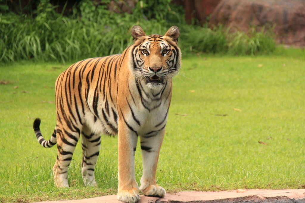 19 Spiritual Meanings of Tiger