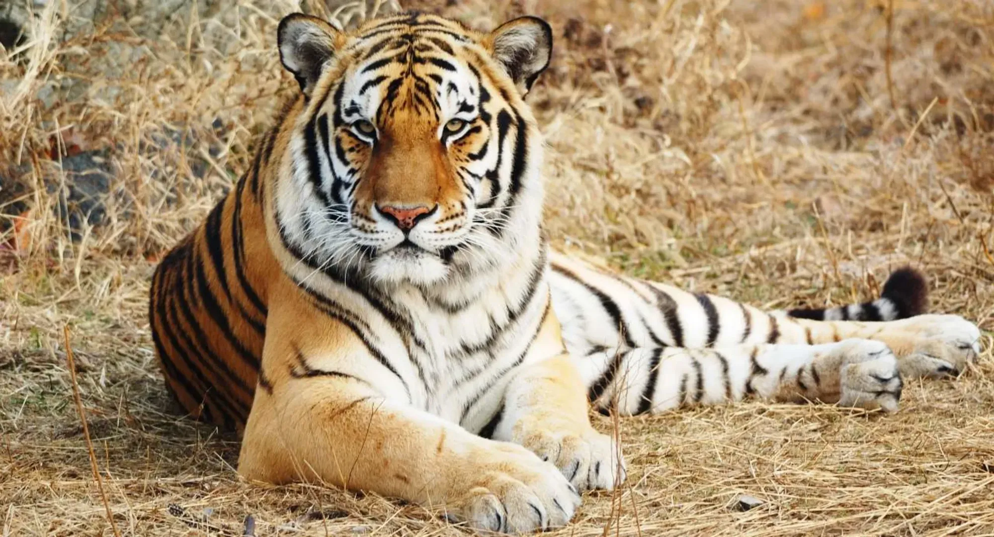 19 Spiritual Meanings of Tiger