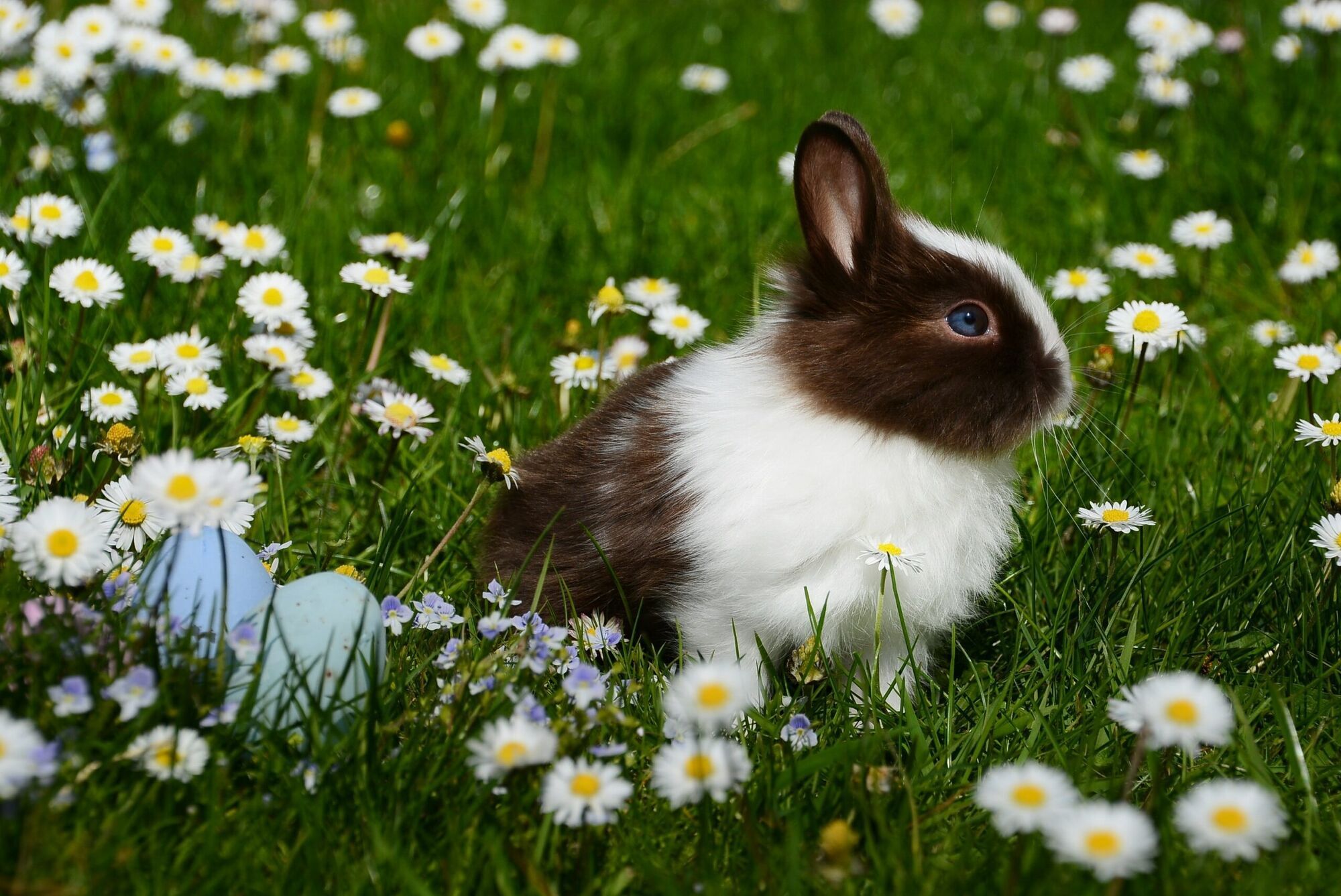 15 Spiritual Meanings of Rabbit