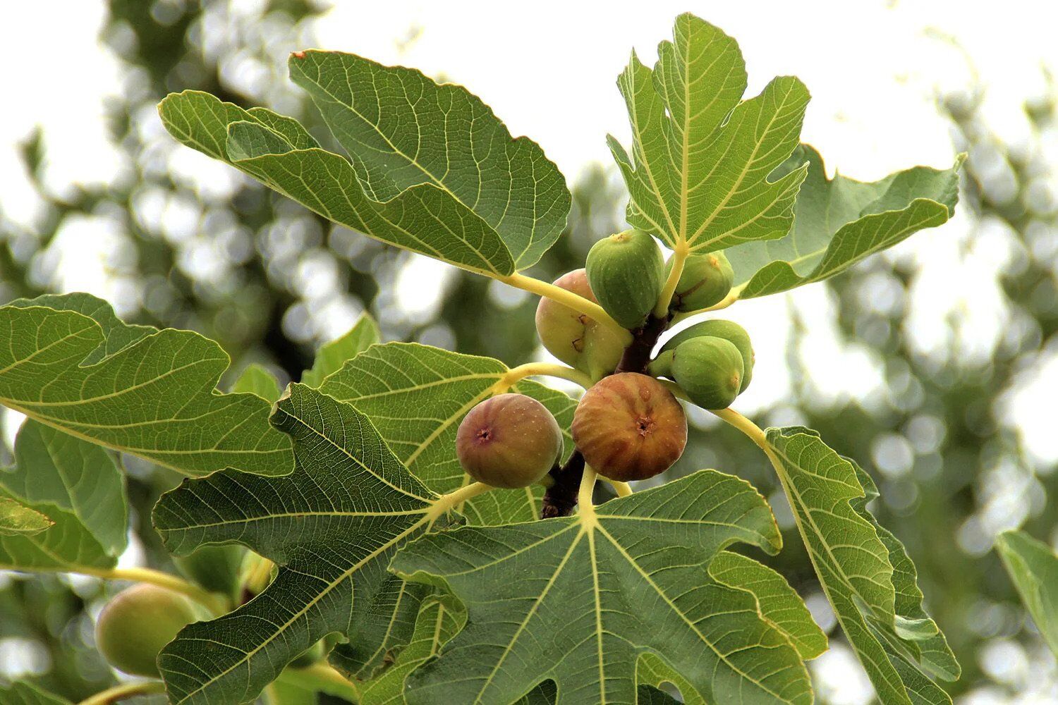 11 Spiritual Meanings of Fig Tree