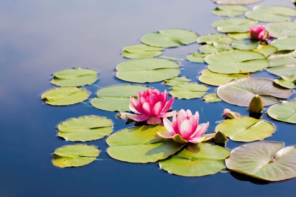 11 Spiritual Meanings of Lotus Flower