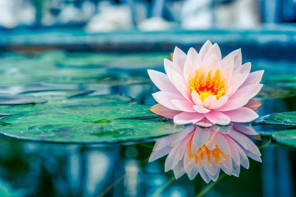 11 Spiritual Meanings of Lotus Flower