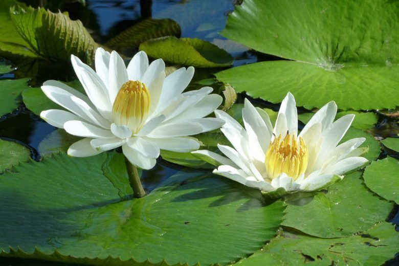 11 Spiritual Meanings of Lotus Flower