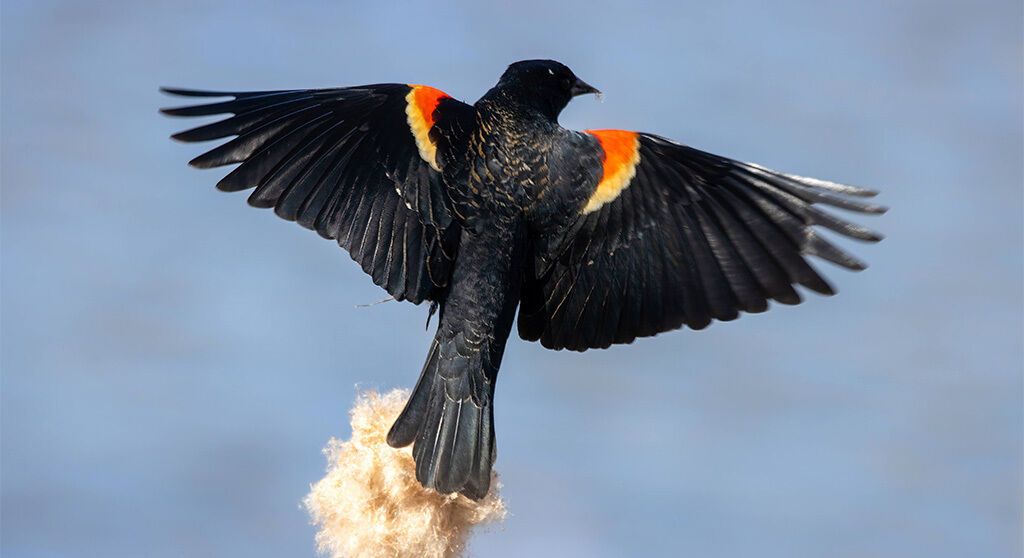 Red Winged Blackbird Spirit Animal: What Does a Red Winged Blackbird Symbolize?