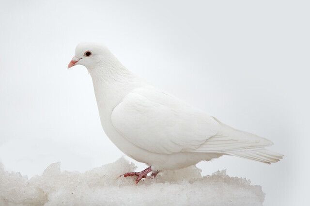 10 Spiritual Meanings of Seeing a White Pigeon