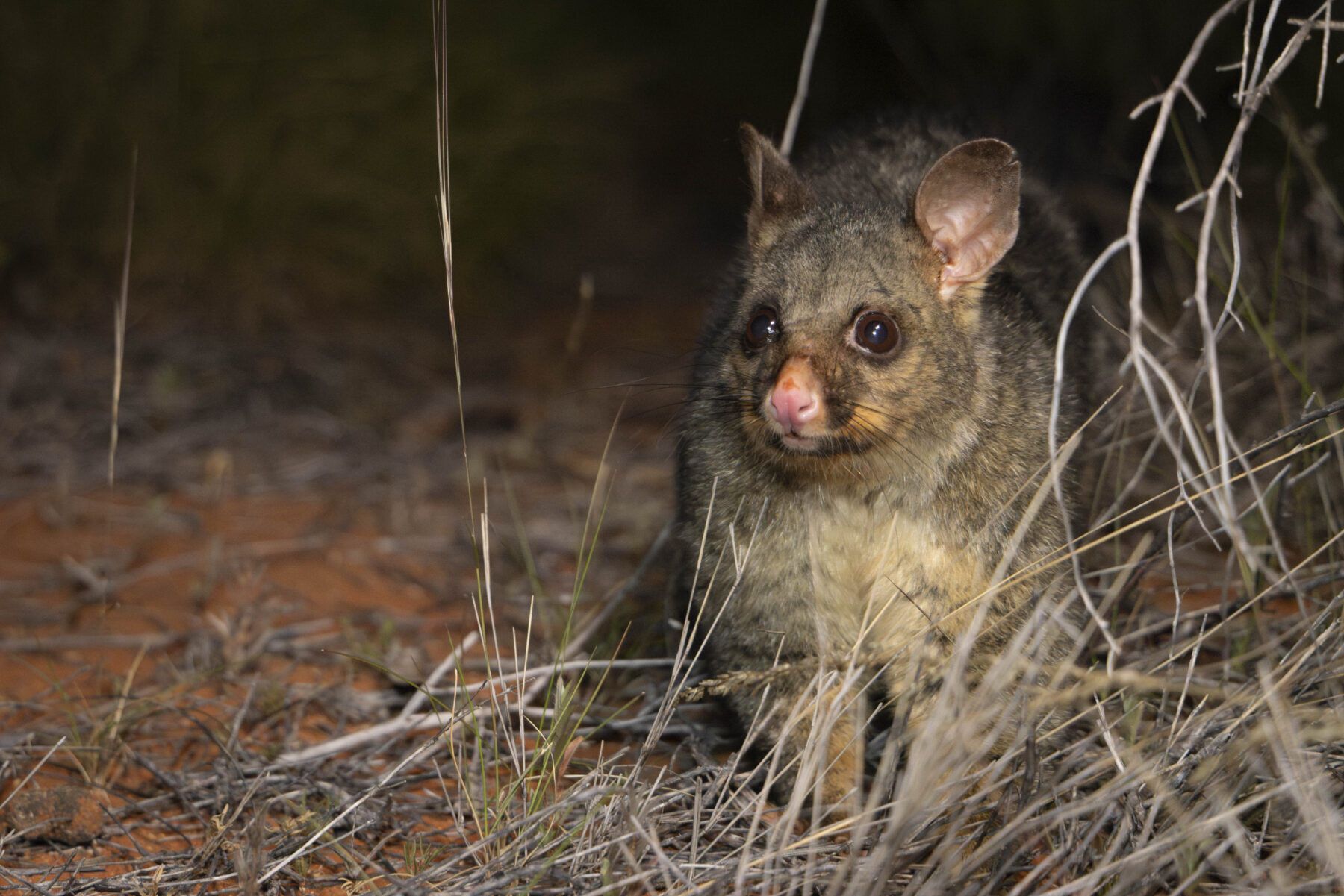 Possum Spirit Animal: What Does a Possum Symbolize?