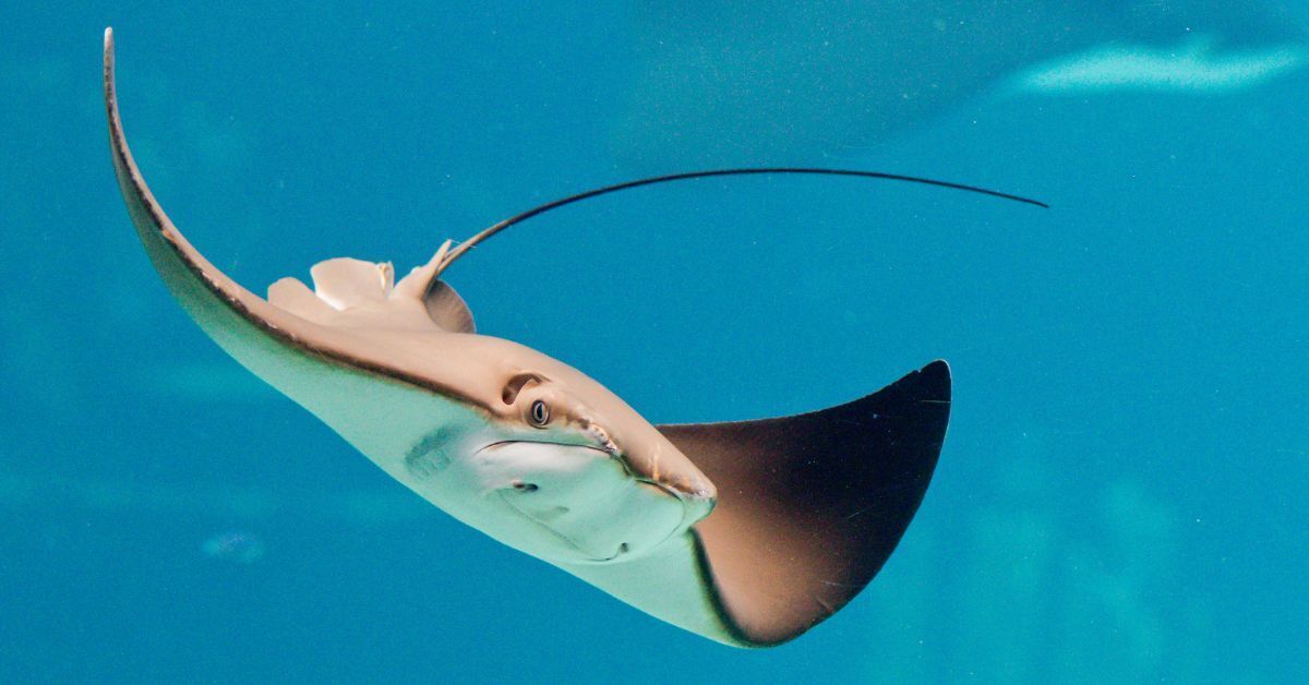 Stingray Spirit Animal: What Does a Stingray Symbolize?