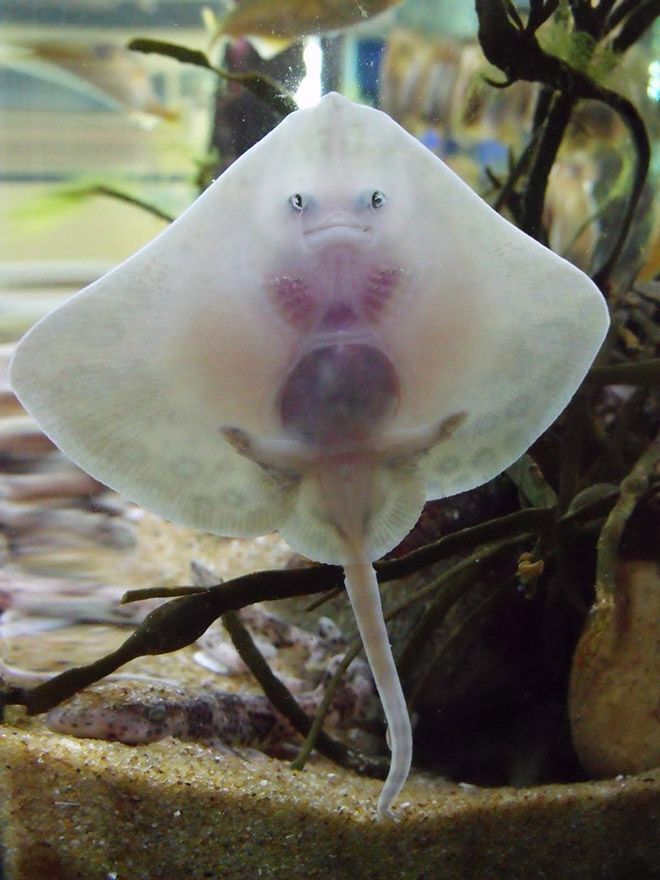 Stingray Spirit Animal: What Does a Stingray Symbolize?