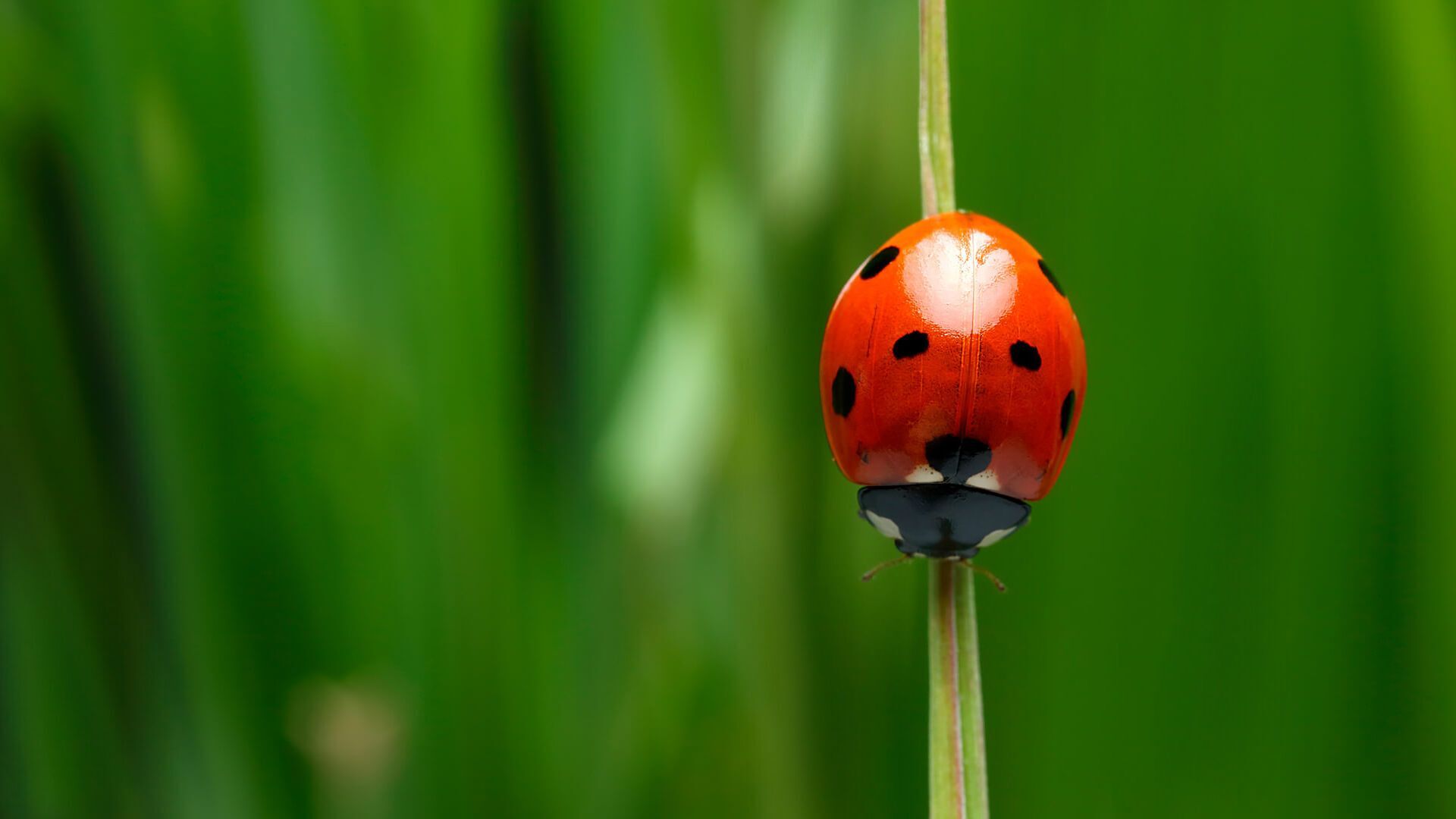 Dreams About Bugs: What Do They Symbolize  