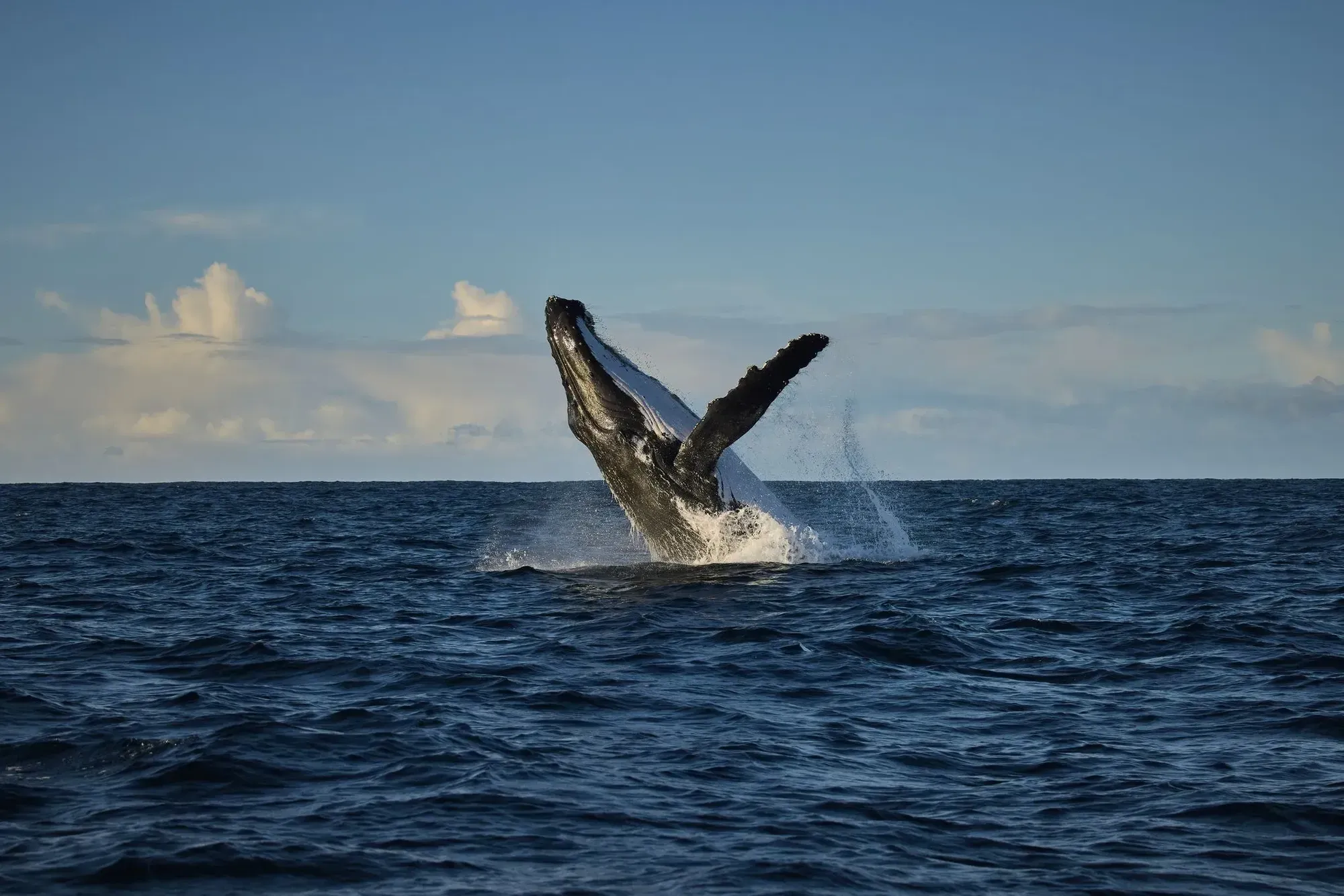 Whale Spirit Animal: What Does a Whale Symbolize?