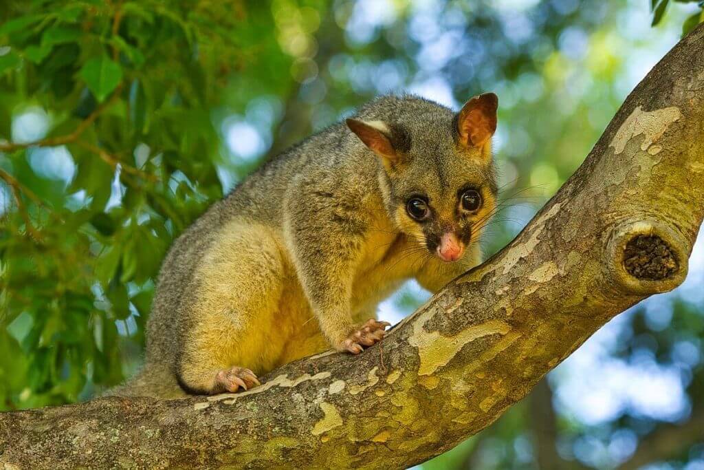 Possum Spirit Animal: What Does a Possum Symbolize?