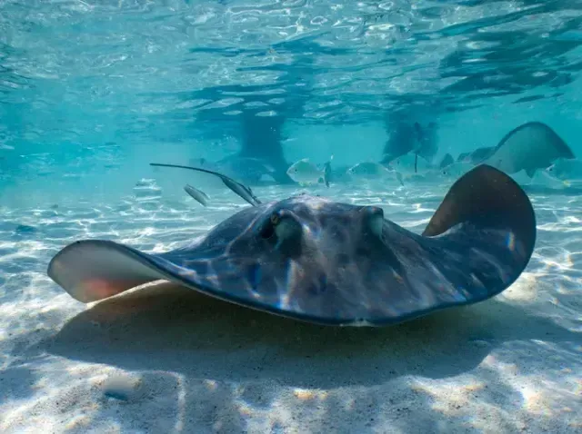 Stingray Spirit Animal: What Does a Stingray Symbolize?