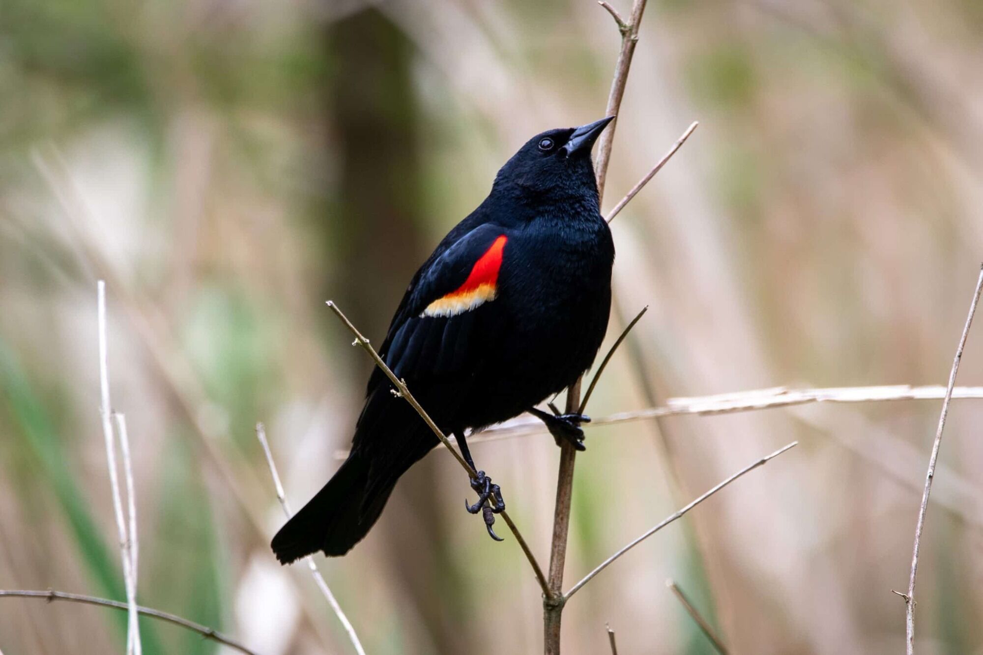 Red Winged Blackbird Spirit Animal: What Does a Red Winged Blackbird Symbolize?