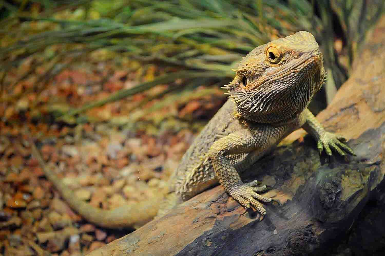 Lizard Spirit Animal: Symbolism and Spiritual Meanings