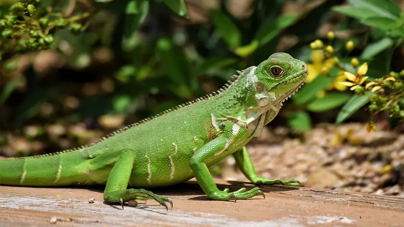 Lizard Spirit Animal: Symbolism and Spiritual Meanings