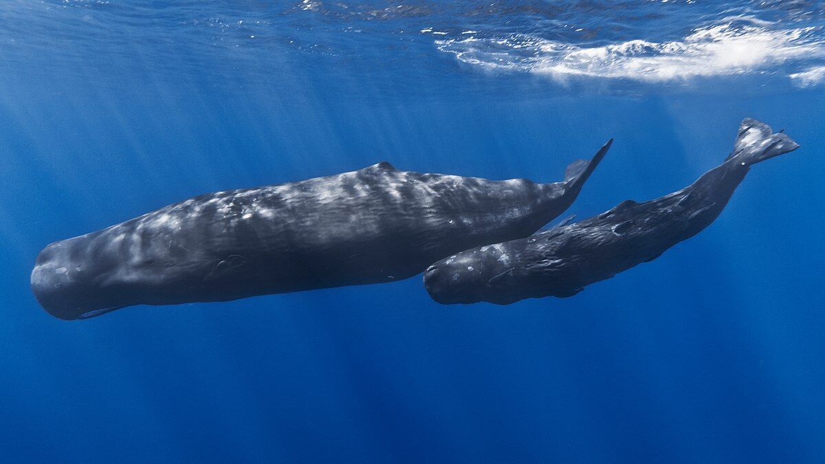 Whale Spirit Animal: What Does a Whale Symbolize?