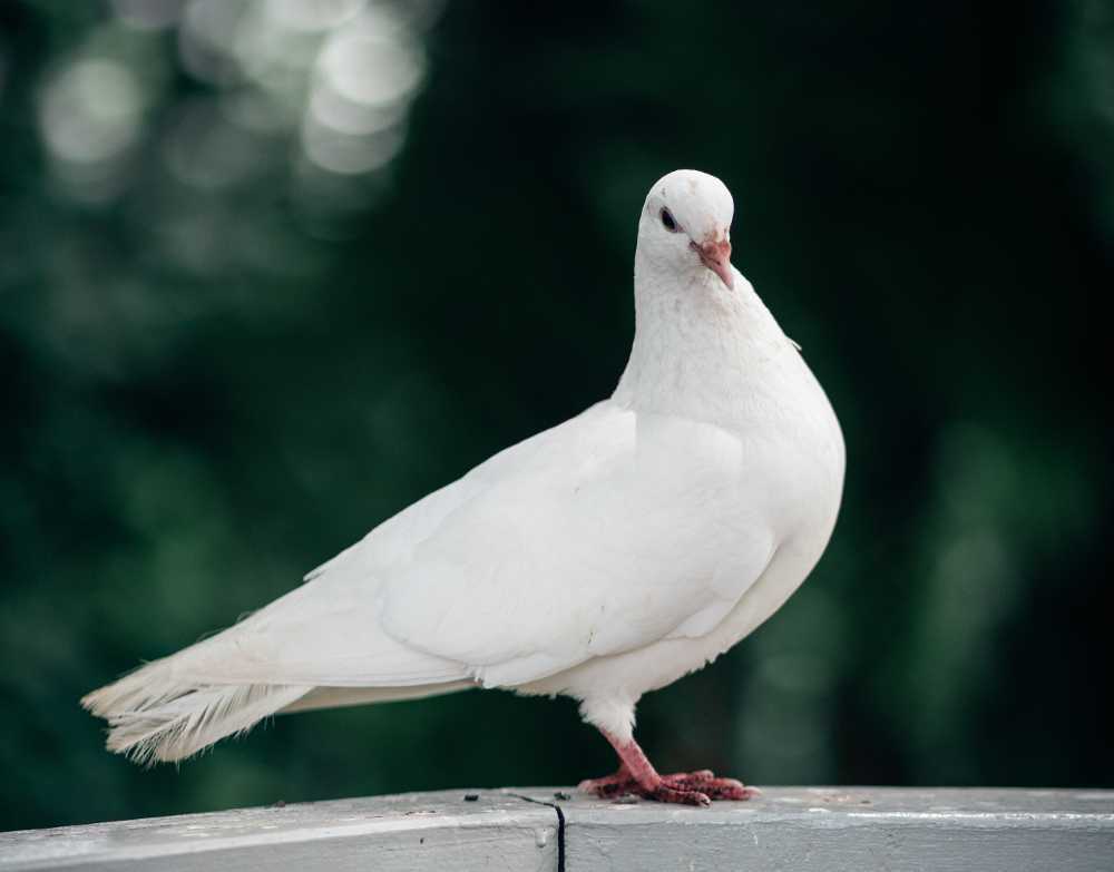 10 Spiritual Meanings of Seeing a White Pigeon