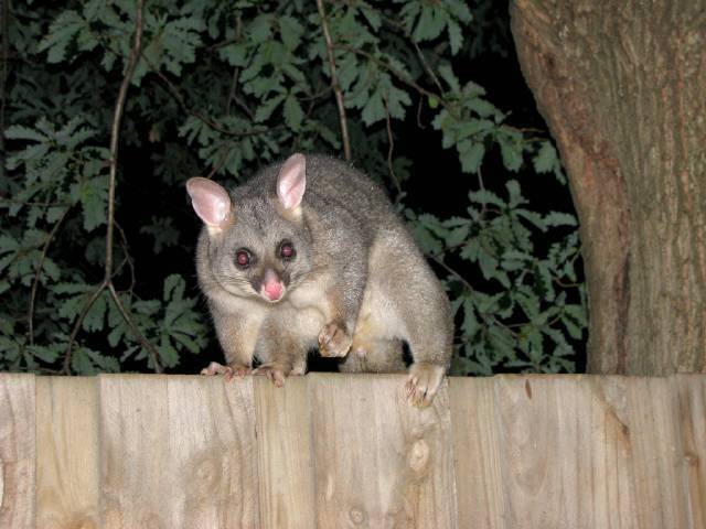 Possum Spirit Animal: What Does a Possum Symbolize?