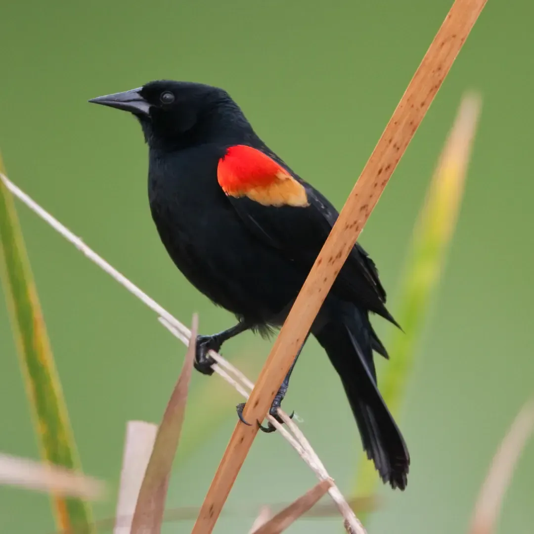 Red Winged Blackbird Spirit Animal: What Does a Red Winged Blackbird Symbolize?