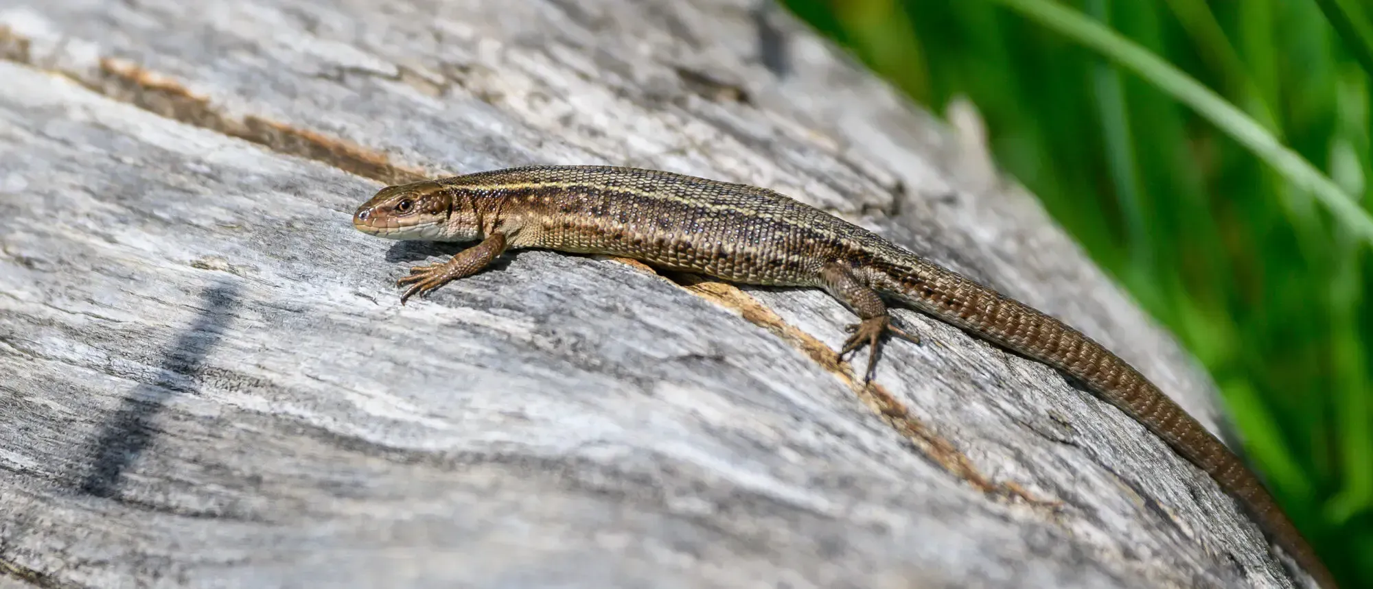 Lizard Spirit Animal: Symbolism and Spiritual Meanings