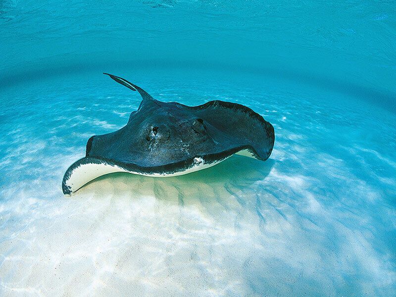 Stingray Spirit Animal: What Does a Stingray Symbolize?