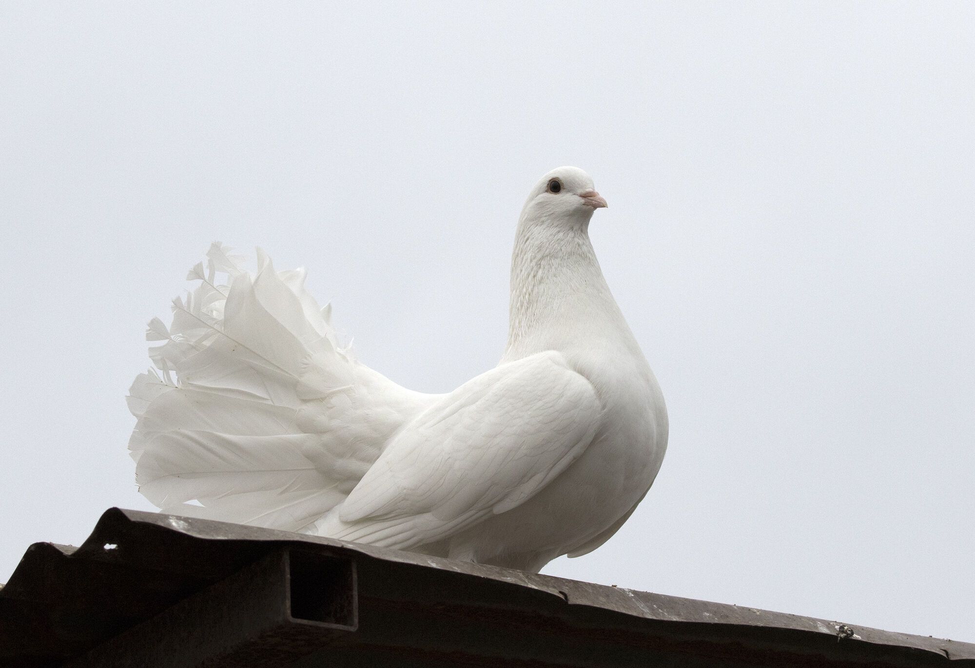 10 Spiritual Meanings of Seeing a White Pigeon