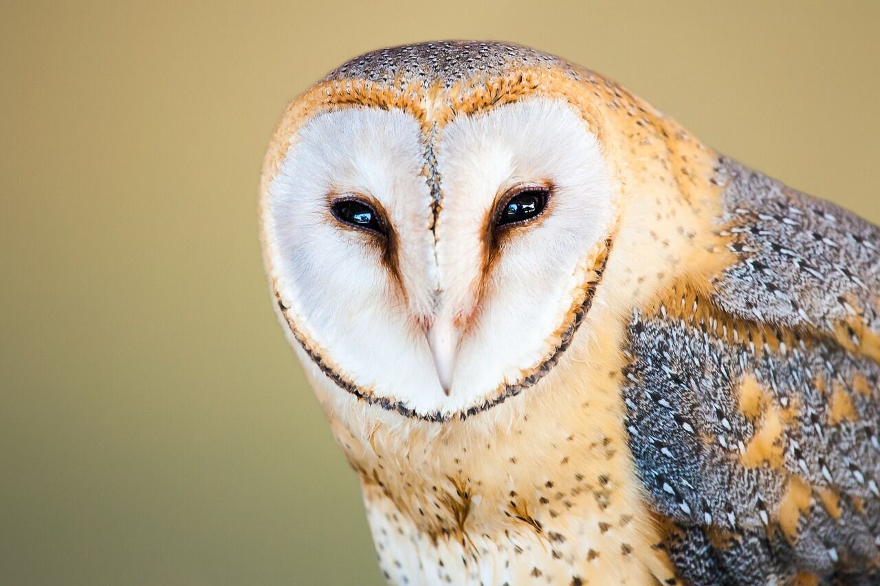 Owl - spiritual significance