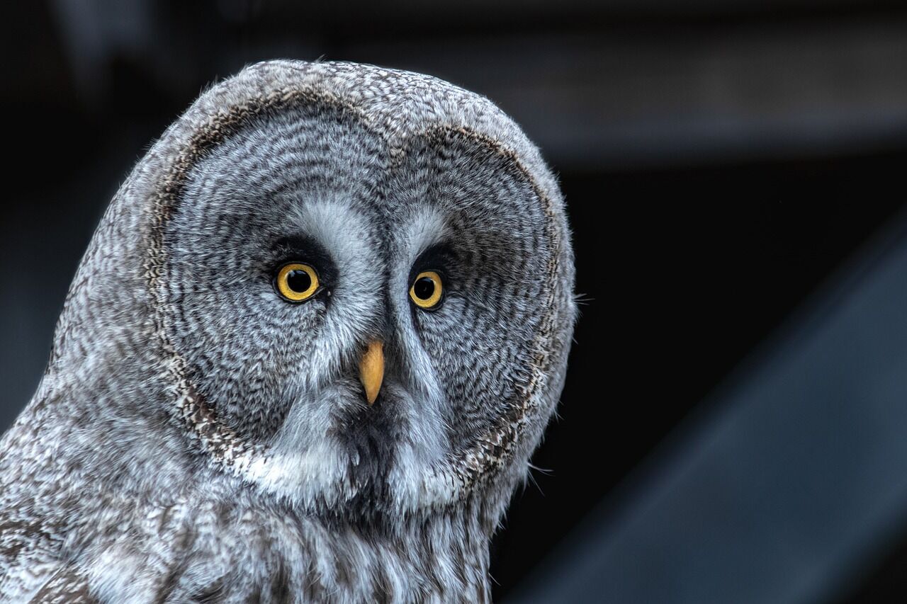 The significance of gray owls - pushing the boundaries of thinking